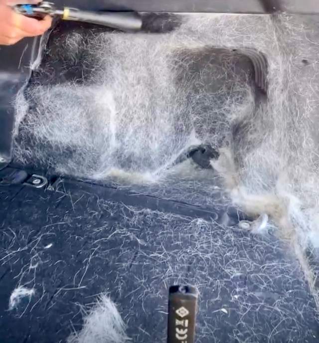 állatszőr eltávolítás autóból - porszívozás