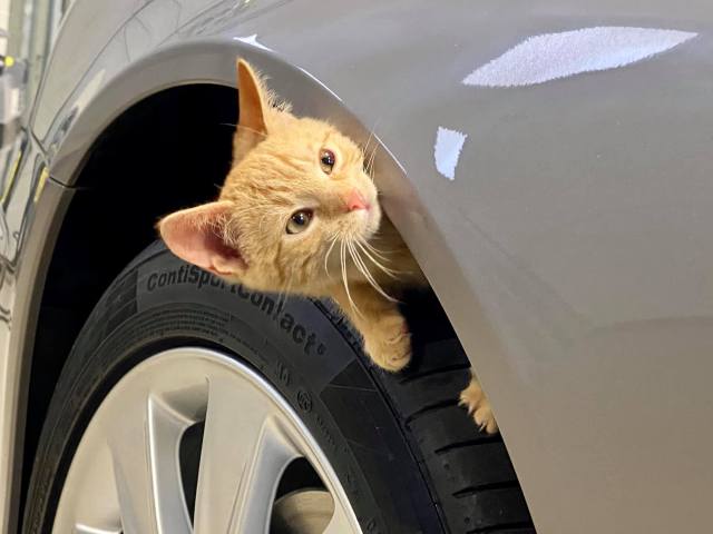 macska és autó